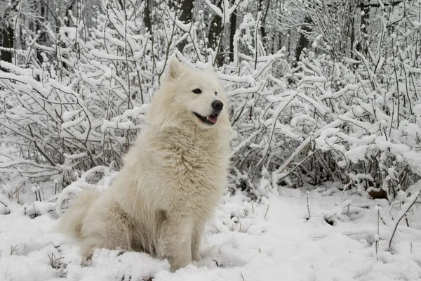 Samojed pes v křoví sníh — Stock fotografie