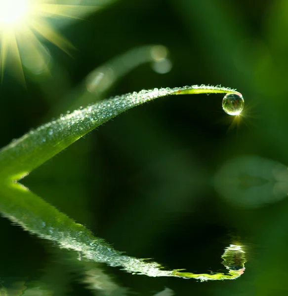 Dew drop op gras — Stockfoto