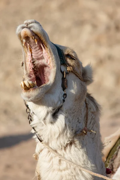 S brekem velbloud s otevřenými ústy — Stock fotografie