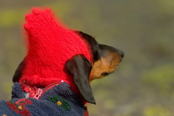 stock image Dog in a red cap