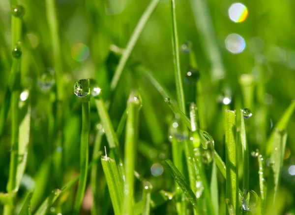 Morning dew drops — Stock Photo, Image