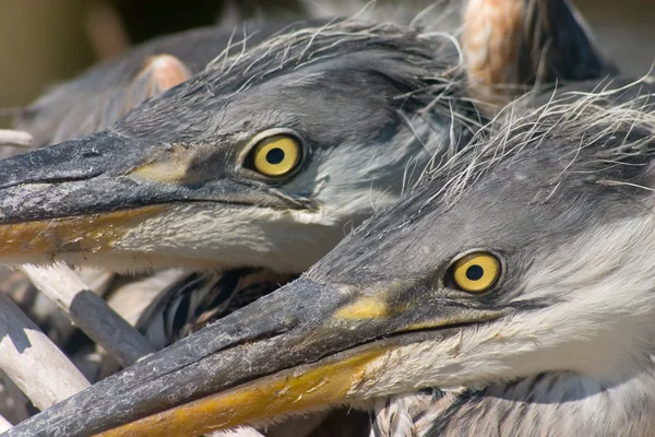 Glare of heron bird — Stock Photo, Image
