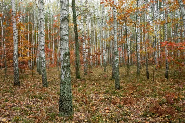 秋の森で — ストック写真