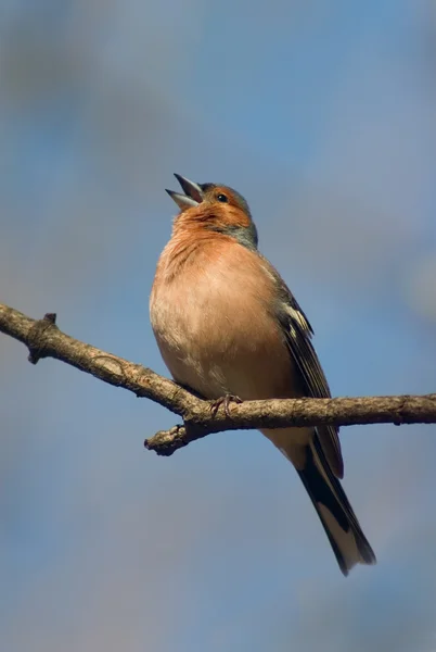 Singing chaffinch bird — Stock Photo, Image