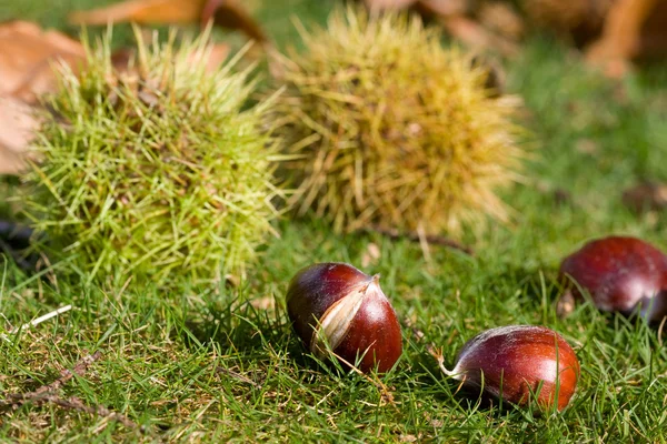 Sweet chestnut on grass — Stock Photo, Image