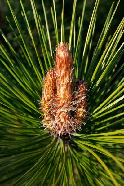 Bud of a pine tree — Stock Photo, Image