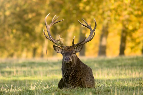 Stag in autumn forest — Stock Photo, Image