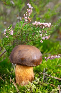 Autumn mushroom in forest clipart