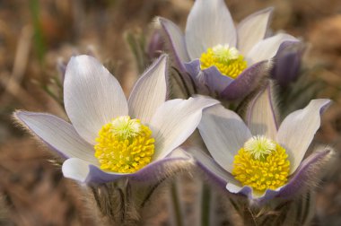 Pasque flowers blooming clipart