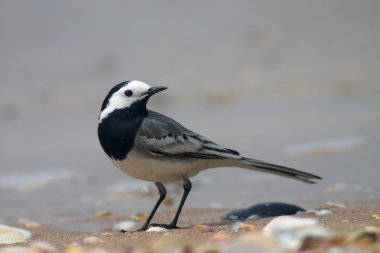 Wagtail bird clipart