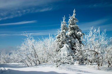 Snow covered trees at winter clipart