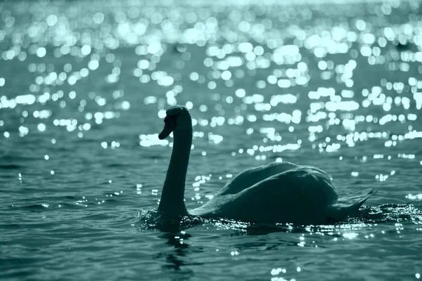 夜の湖を白鳥します。 — ストック写真