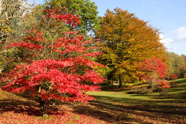 Wielobarwny jesień las — Zdjęcie stockowe