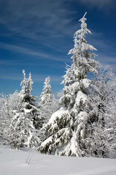 Sapins couverts de neige — Photo