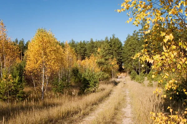Осенний лес и дорога — стоковое фото