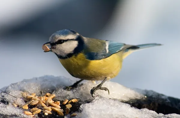 Mavi baştankara kuş tohumları yemek — Stok fotoğraf