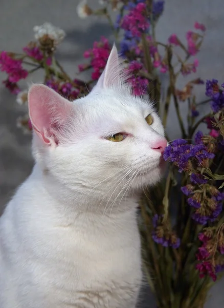 Kat ruiken de bloemen — Stockfoto