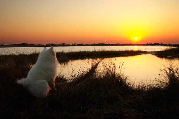 Собака смотрит на восход солнца — стоковое фото