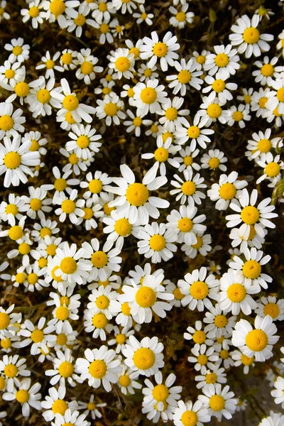 Blooming camomile — Stock Photo, Image