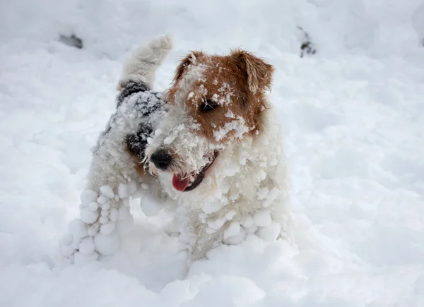 Fox terrier cucciolo nella neve — Foto Stock