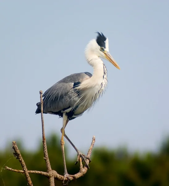Heron ağaç üzerinde — Stok fotoğraf