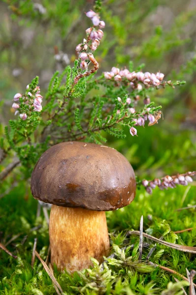 Cogumelo de outono em floresta — Fotografia de Stock