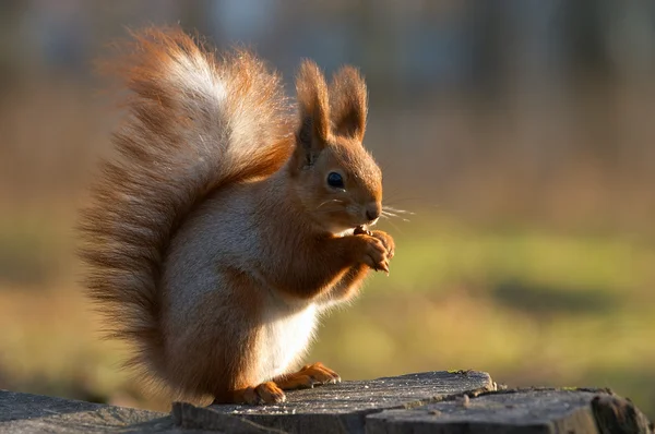 Eten eekhoorn — Stockfoto