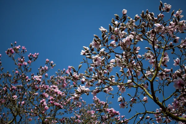 Bloeiende magnolia bomen — Stockfoto