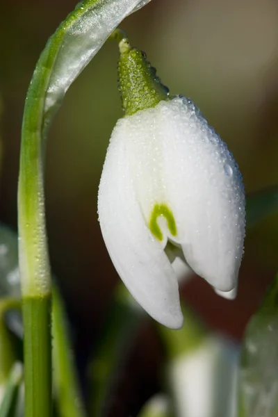 Flor de nieve en gotas de agua —  Fotos de Stock