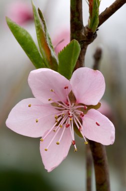 Close-up photo of peach flower clipart