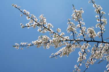 çiçeklenme tree