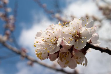 blossom'ın kiraz ağacında