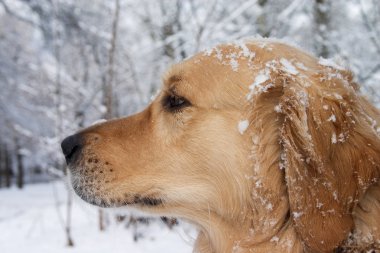 Golden retriever portrait clipart