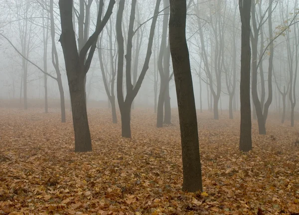Mist in het herfstbos — Stockfoto