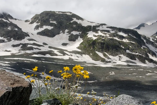 黄色の花と雪に覆われた山 — ストック写真