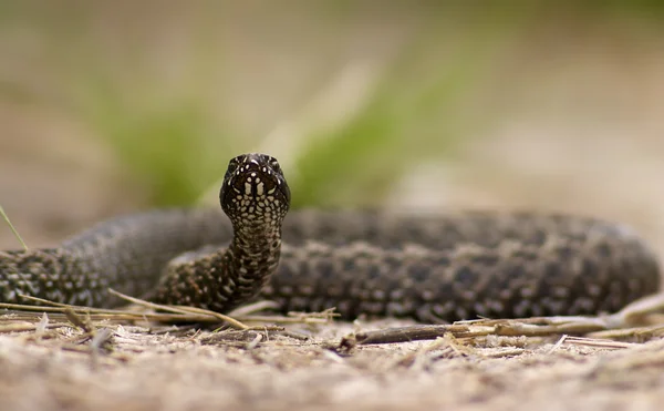 Змея перед нападением — стоковое фото