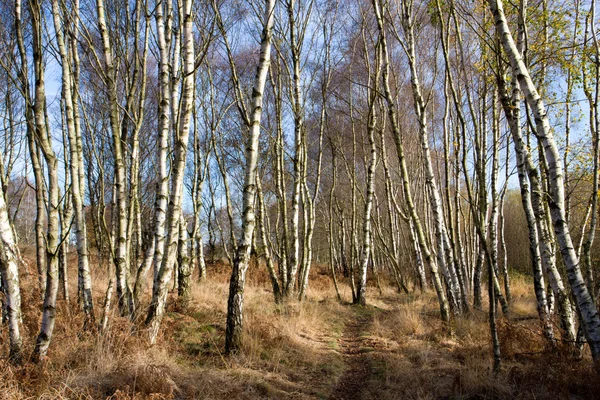 Sentiero in una foresta di primavera — Foto Stock