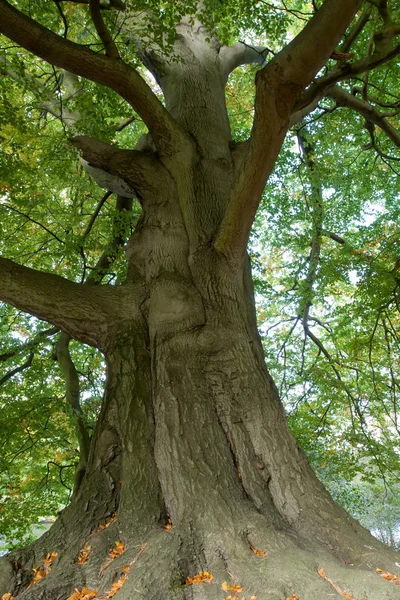 Величественное старое дерево — стоковое фото