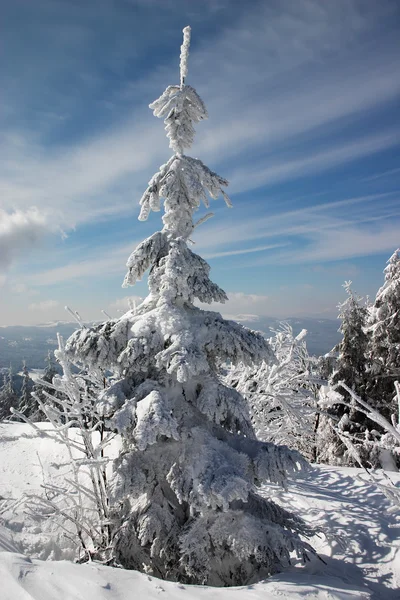 Зимняя земля и елки — стоковое фото