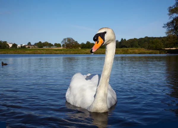 白い白鳥の池 — ストック写真