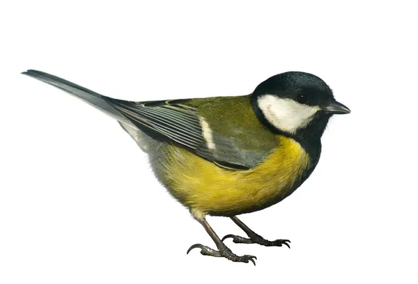 Titmouse bird, isolated on white — Stock Photo, Image