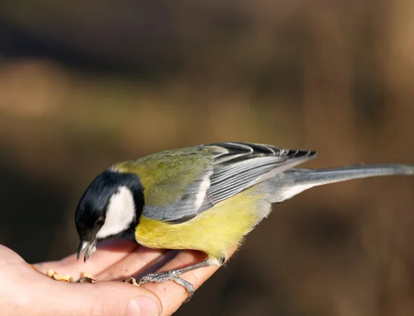 Titmouse eating from the hand — Stock Photo, Image