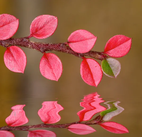 Upadek czerwony i zielony liść — Zdjęcie stockowe