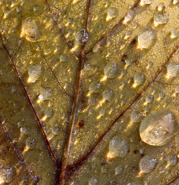 Gotas de rocío congelado en hoja de otoño — Foto de Stock