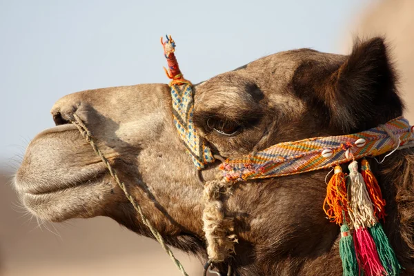 Kamelporträt — Stockfoto