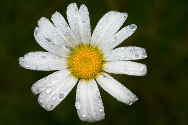 Camomile flower with dew drops — Stock Photo, Image