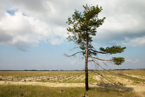 Loneliness pine tree — Stock Photo, Image