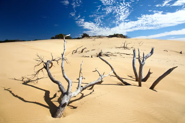 Halott fa homok sivatagban — Stock Fotó