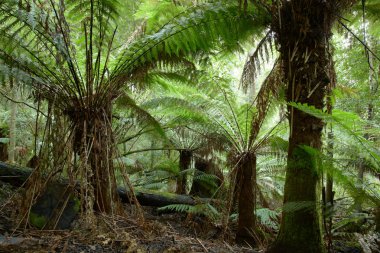 Tree-fern forest on Tasmania island clipart