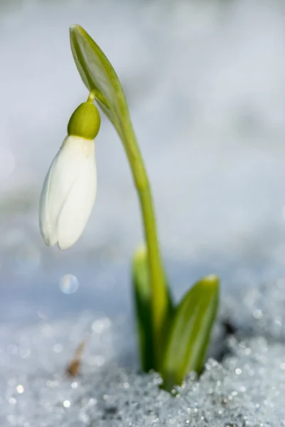 Snowdrop blomma i en snö — Stockfoto